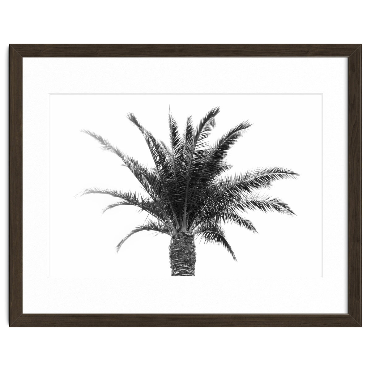 Palm Tree