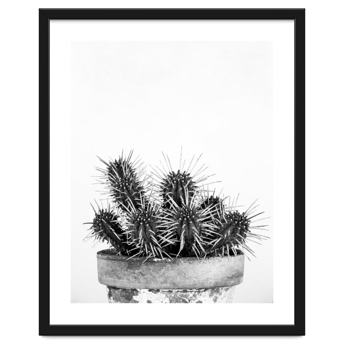 Cactus nature II