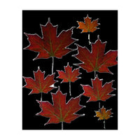Red Autumn Leaves on Black Ground. (Print Only)
