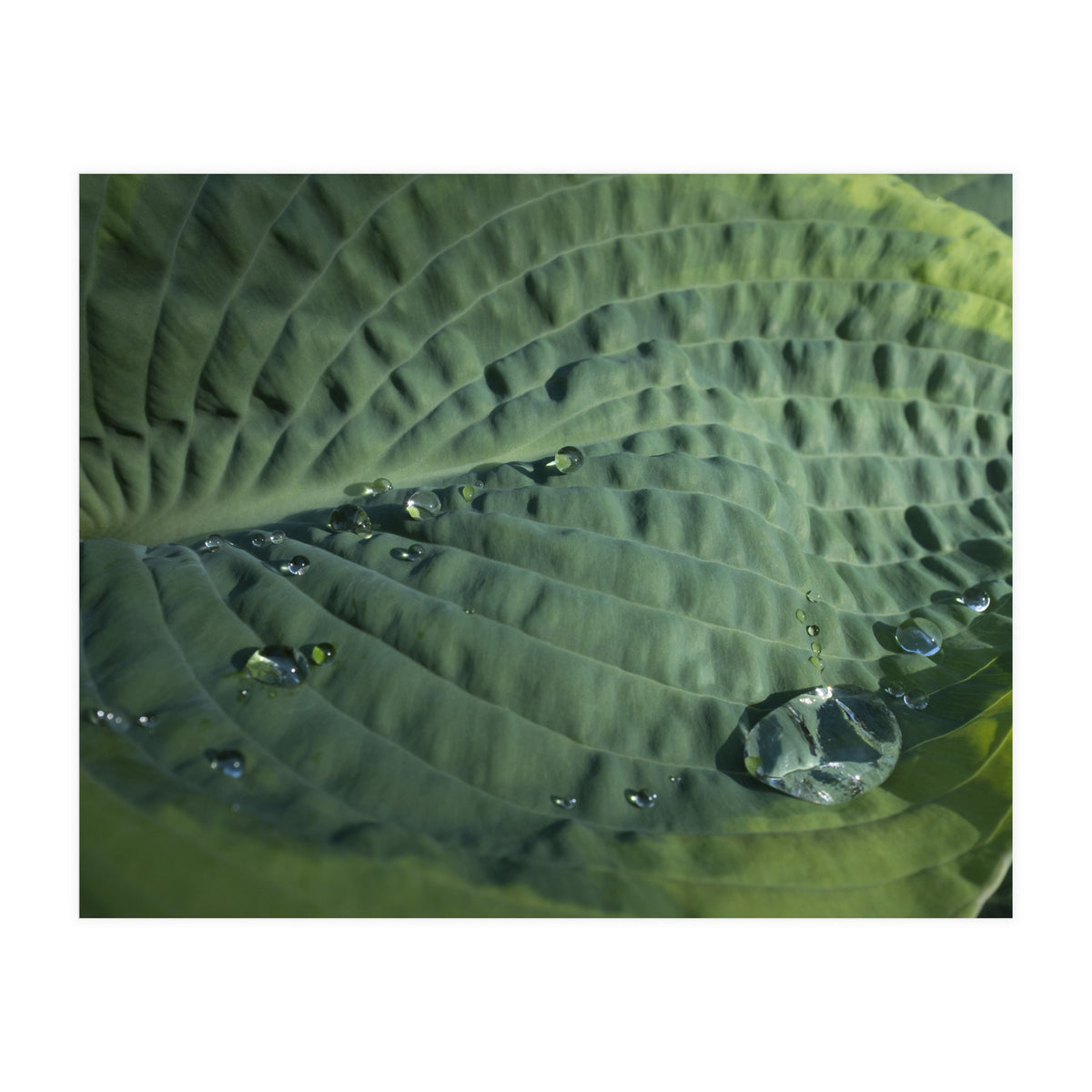Hosta With Raindrops (Print Only)