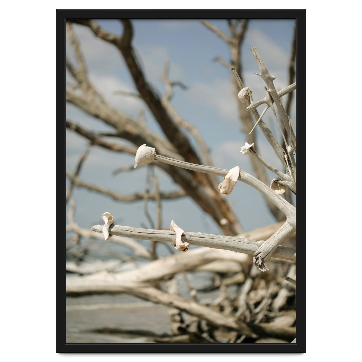 Seashells And Driftwood