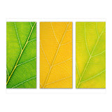 Autumn Leaves (Print Only) thumbnail