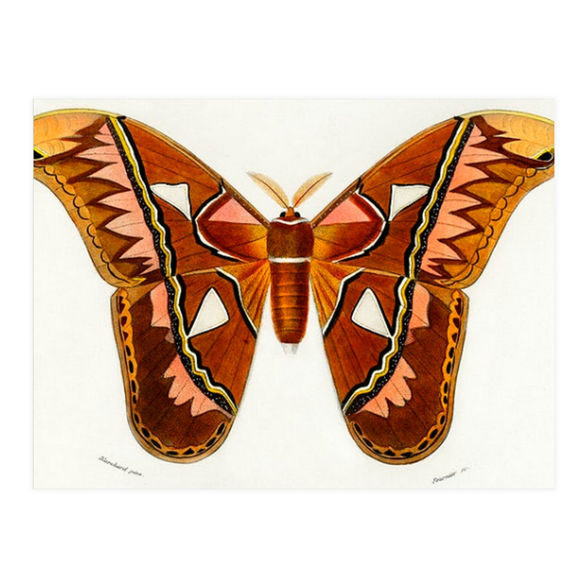 Attacus Atlas Moth illustrated  (Print Only)