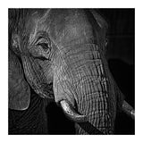 Elephant (Print Only) thumbnail