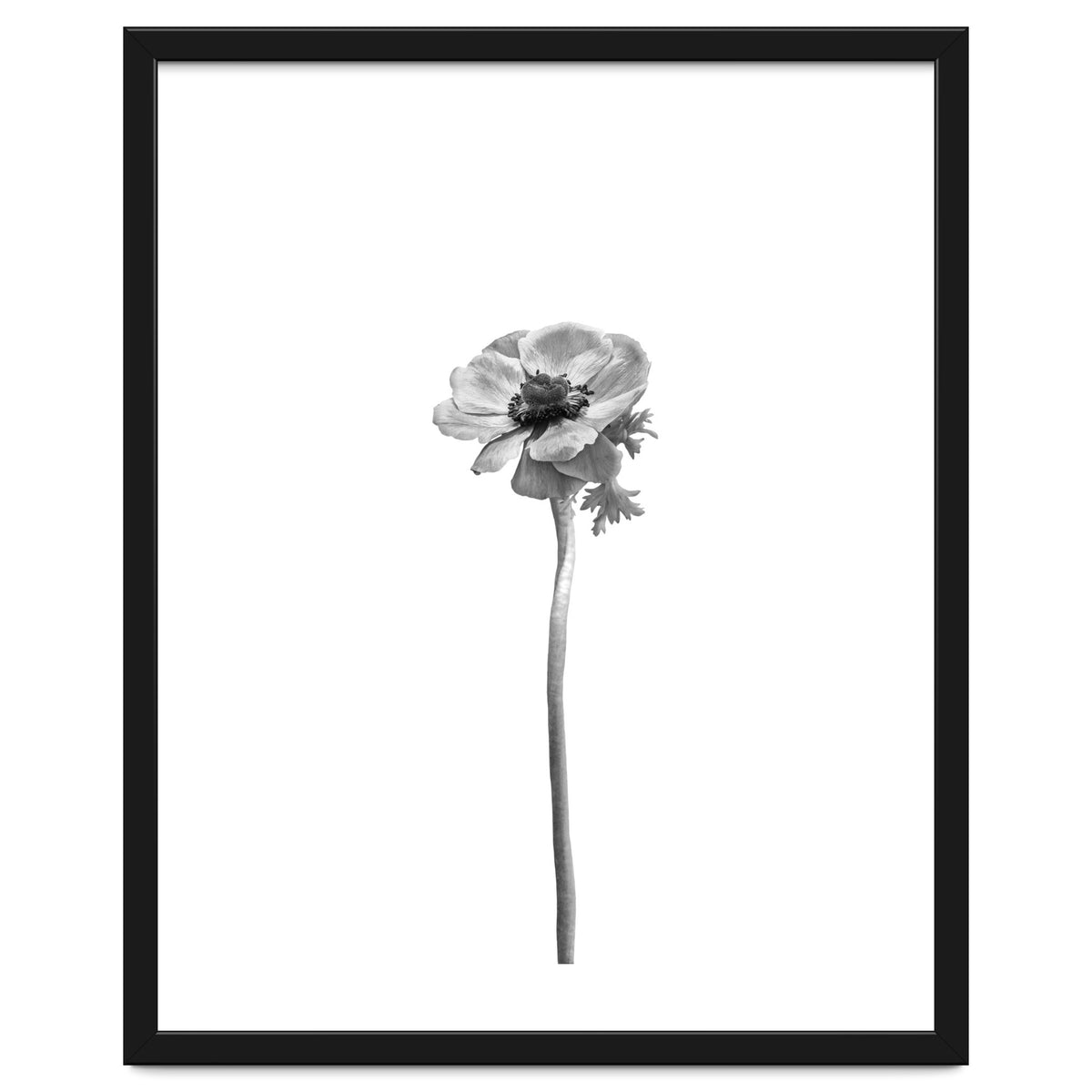 Anemone coronaria | bright design