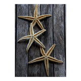 Starfishes in wooden (Print Only) thumbnail