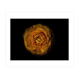 Backyard Flowers No 73 Color Version (Print Only) thumbnail