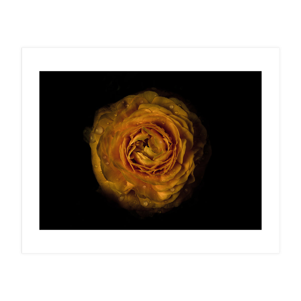 Backyard Flowers No 73 Color Version (Print Only)