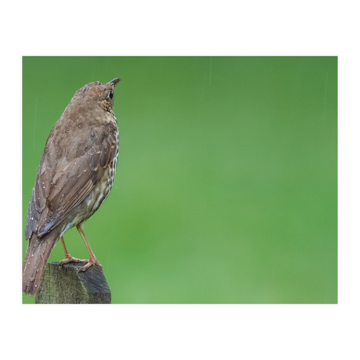 Watching the rain (Print Only)