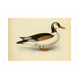 Vintage Duck Painting (Print Only) thumbnail
