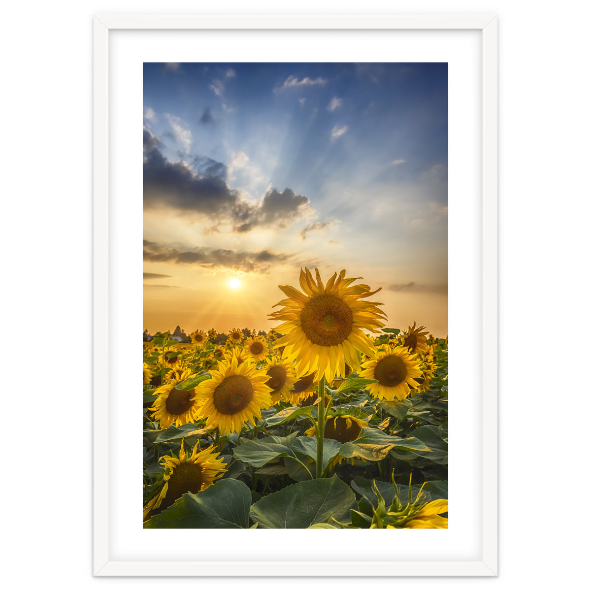 Sunflower field at sunset