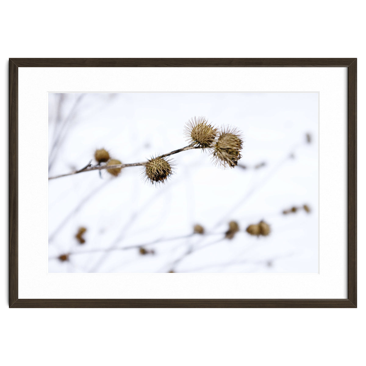Winter Thistles