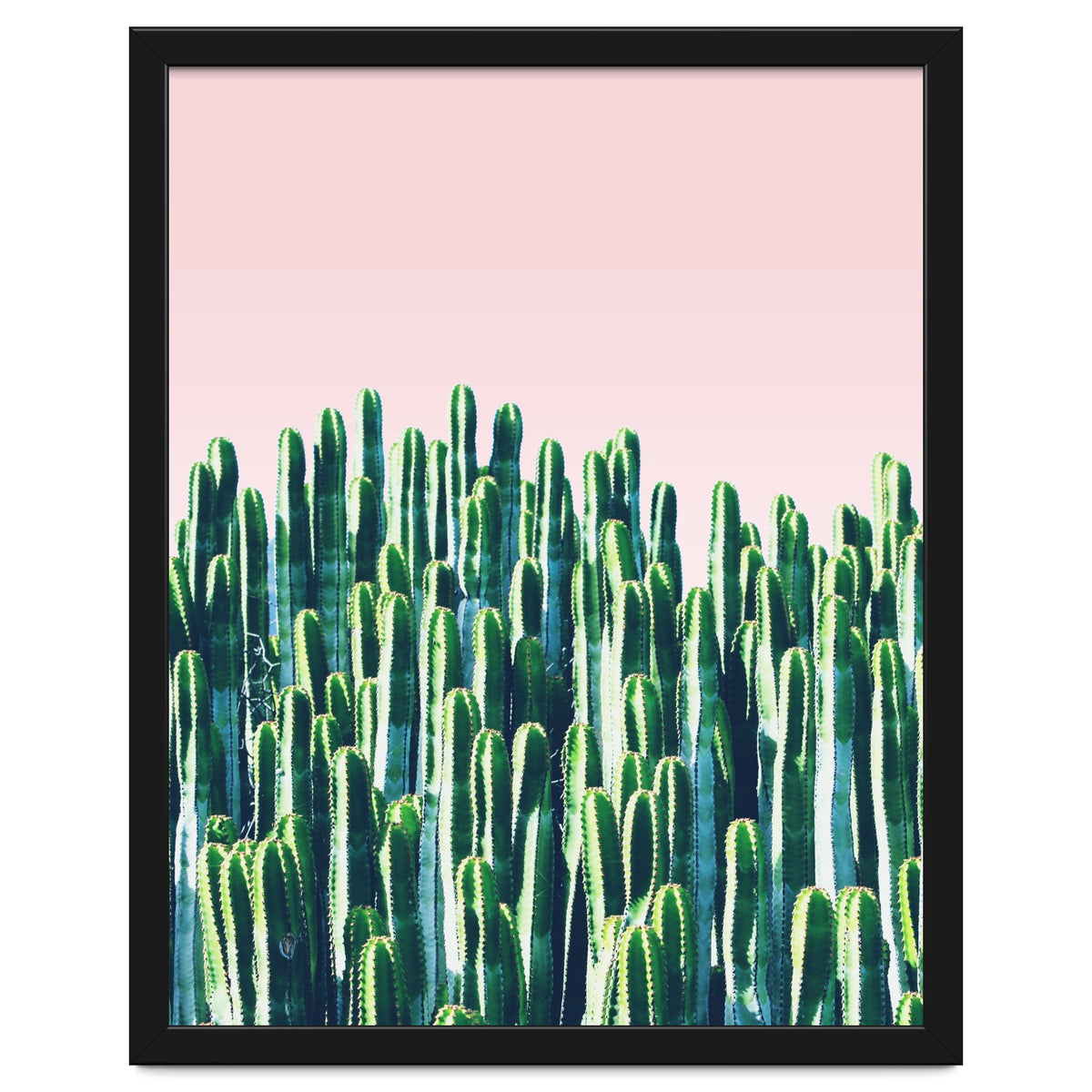 Cactus & Sunset II