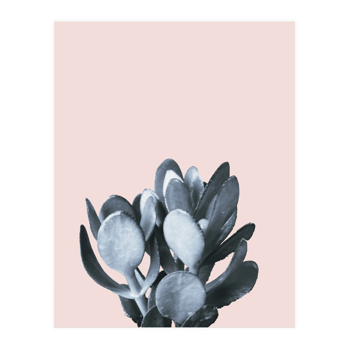 Cactus collection BL-II (Print Only)