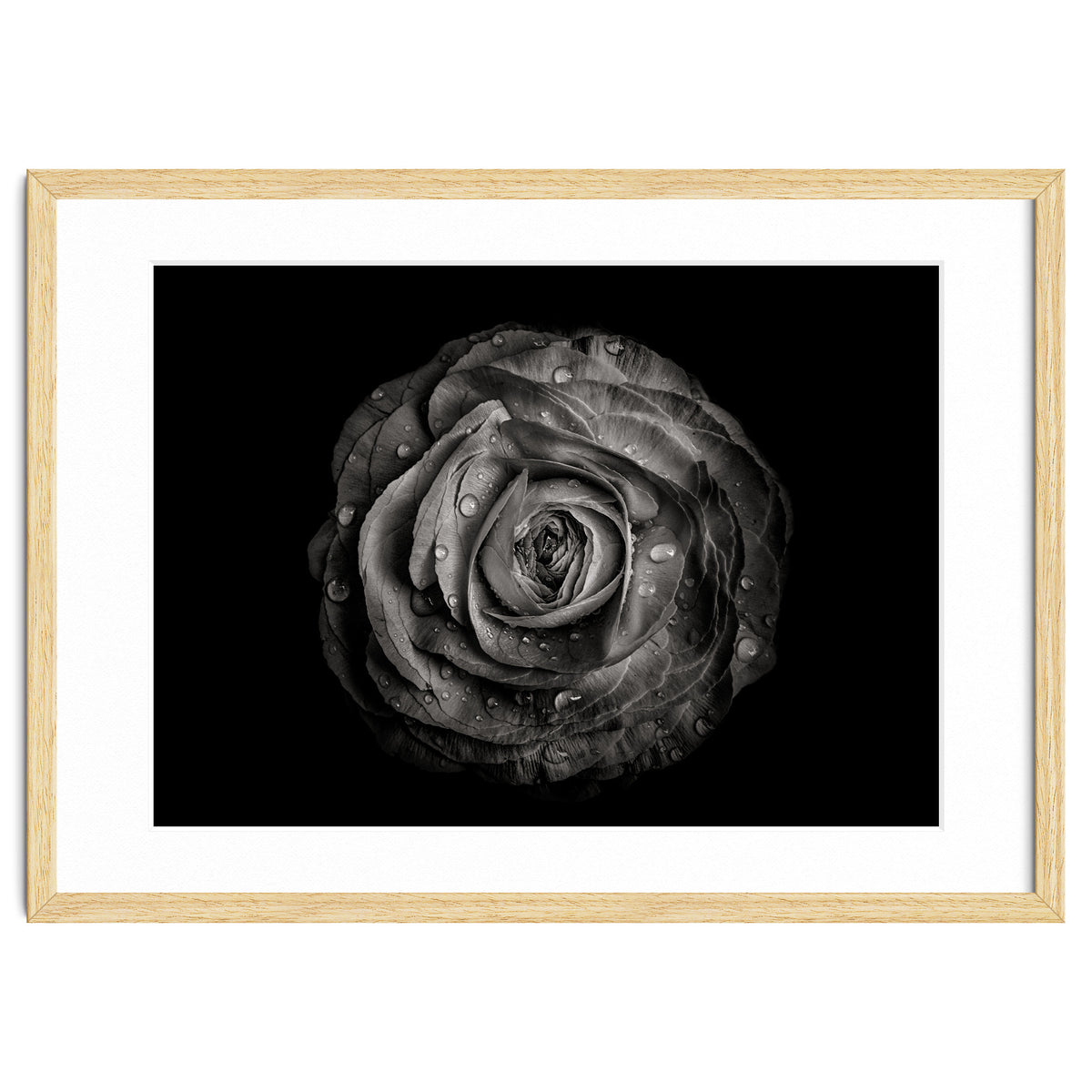 Backyard Flowers In Black And White 72