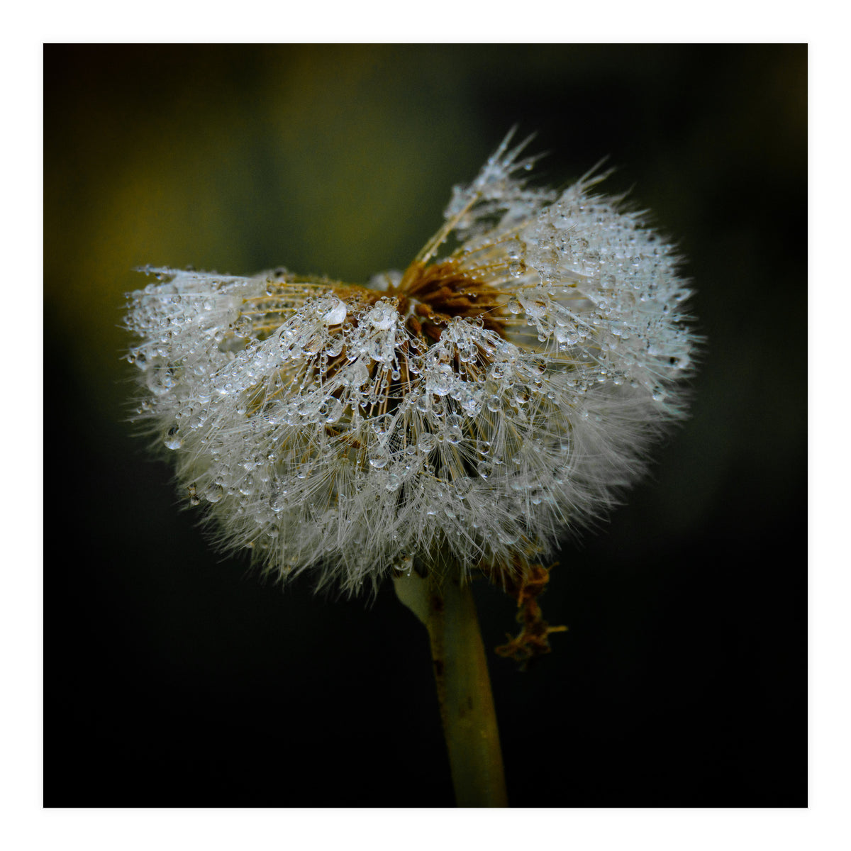 Dandelion with Raindrops (Print Only)
