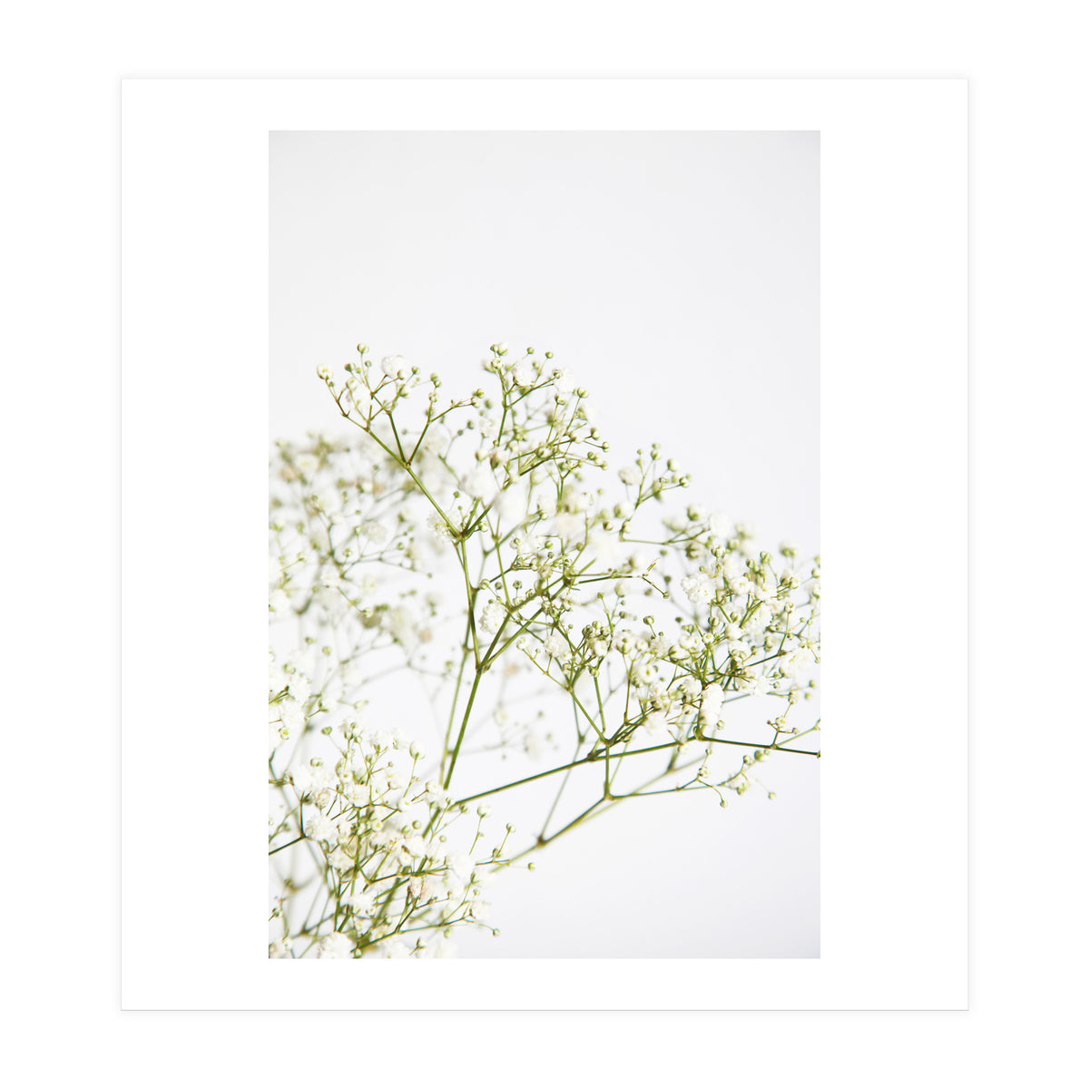 Flowers (Print Only)