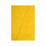 Autumn Leaf (Print Only) thumbnail