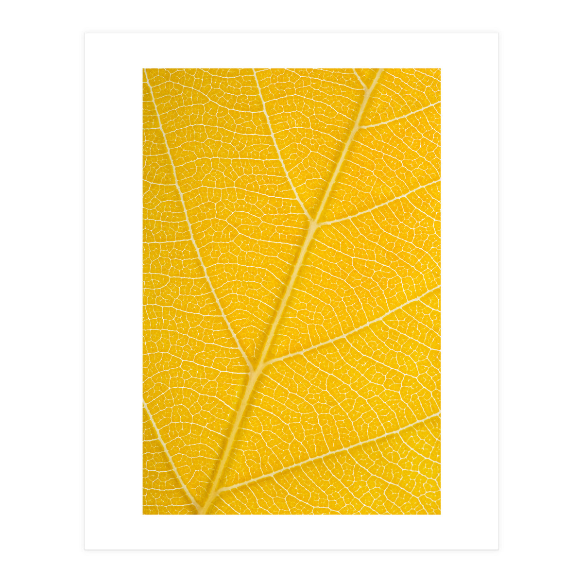 Autumn Leaf (Print Only)