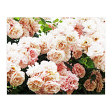 Roses (Print Only) thumbnail