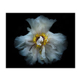 Backyard Flowers 49 Color Version (Print Only) thumbnail