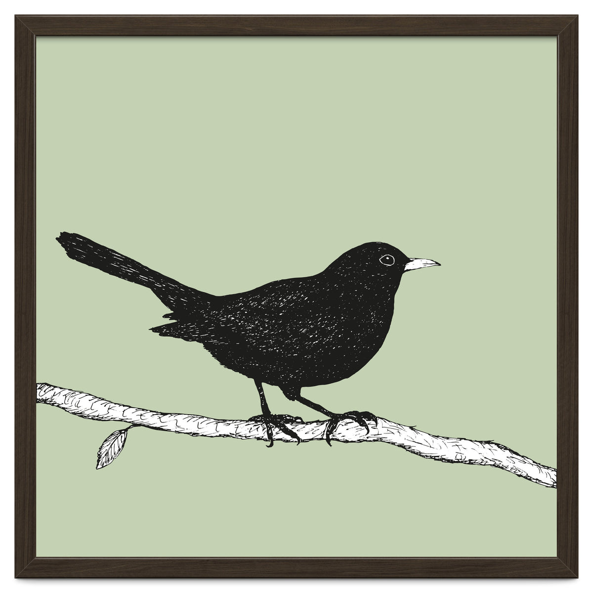 Blackbird pen drawing