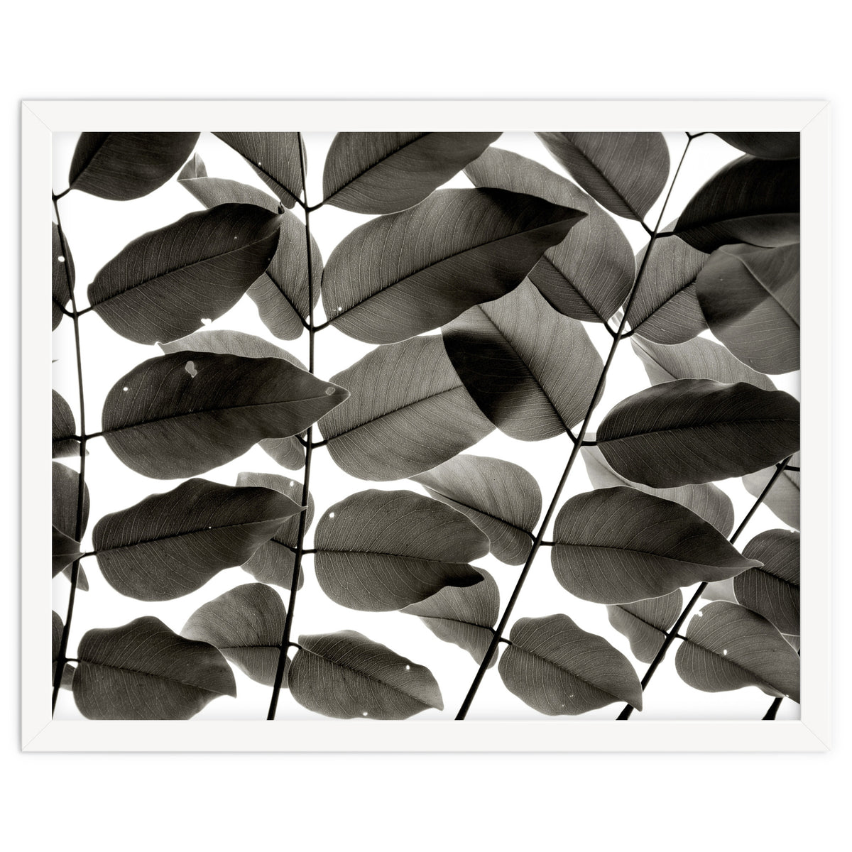 Branches and Leaves I