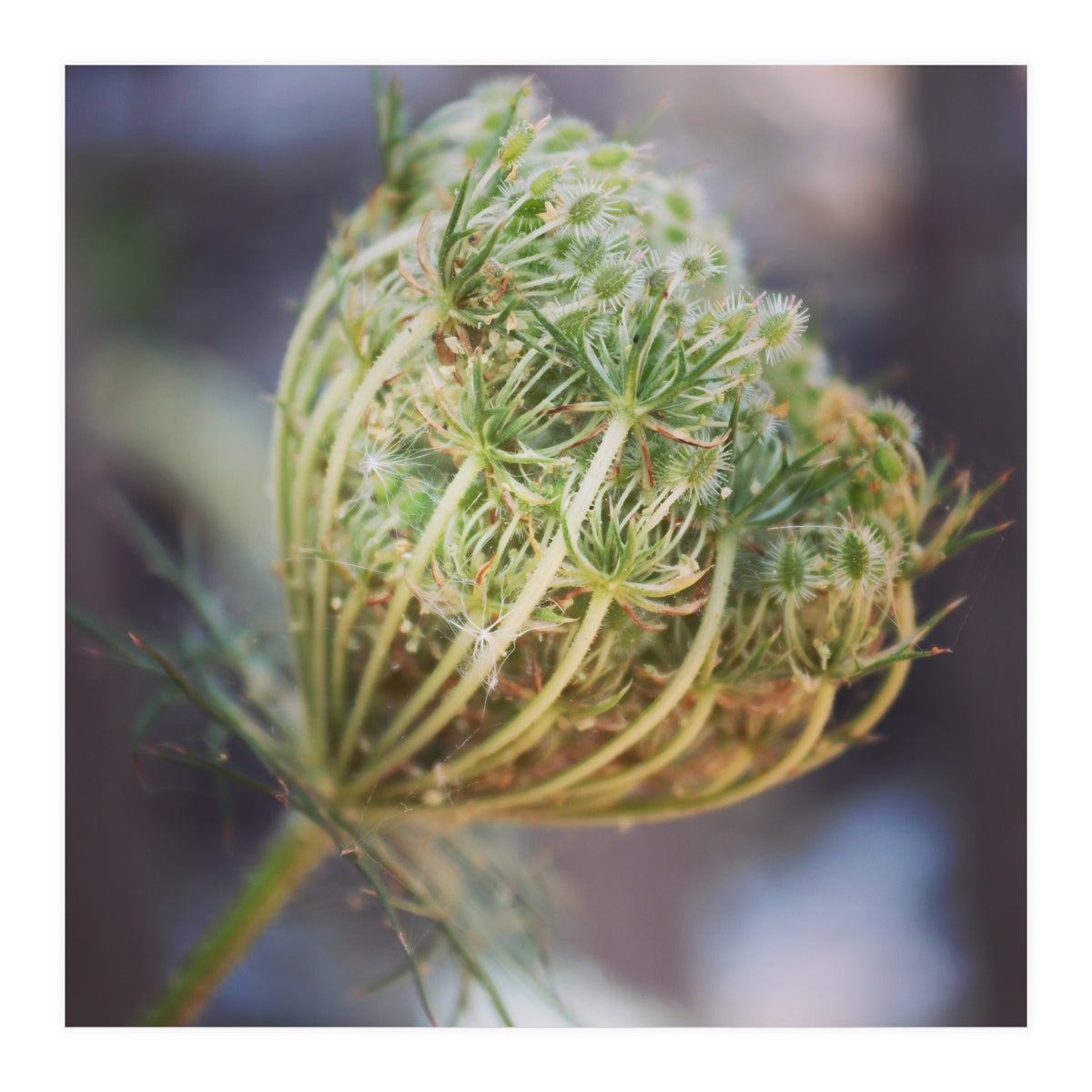 Seed head (Print Only)