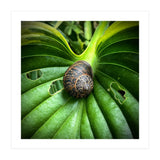 Snail on a hosta leaf (Print Only) thumbnail