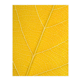Autumn Leaf (Print Only) thumbnail