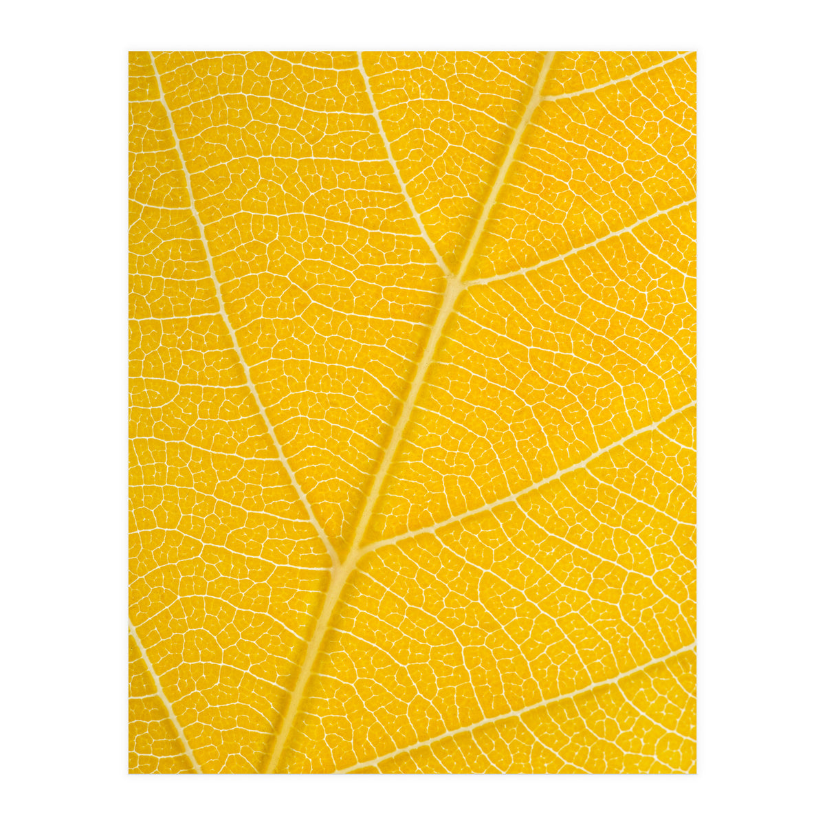 Autumn Leaf (Print Only)