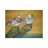 Mandarin Ducks (Print Only) thumbnail