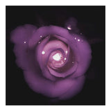 Glittering Rose (Print Only) thumbnail