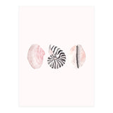 Seashells (Print Only) thumbnail