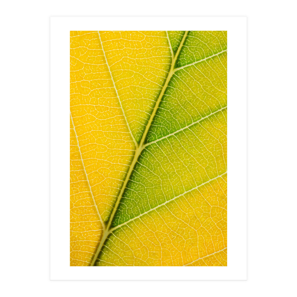 Autumn Leaf (Print Only)