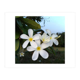 Frangipani (Print Only) thumbnail