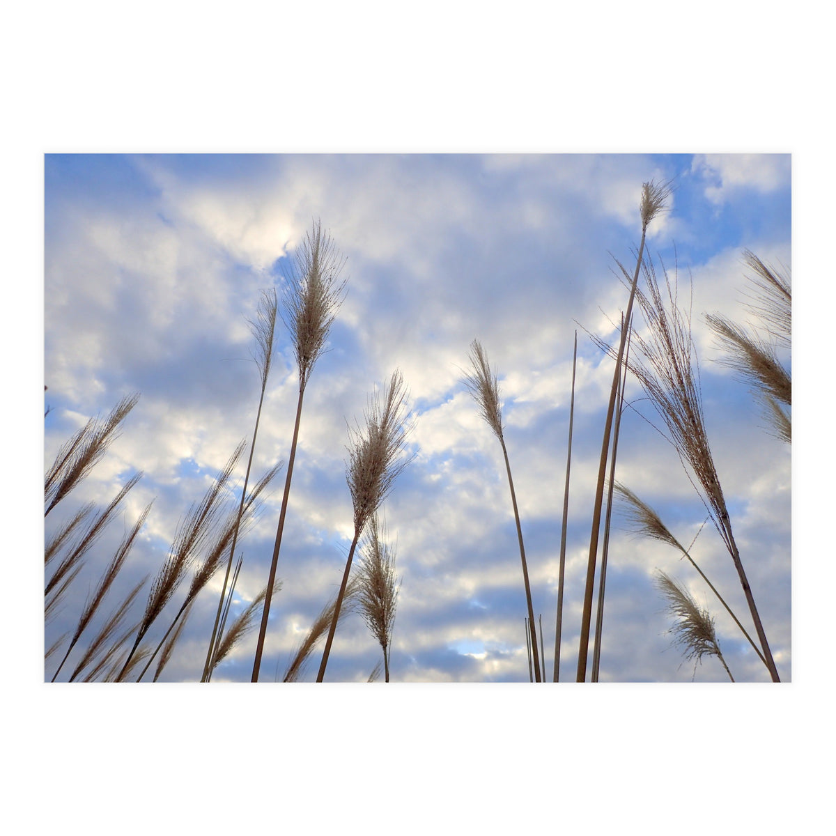 Autumn Grass (Print Only)