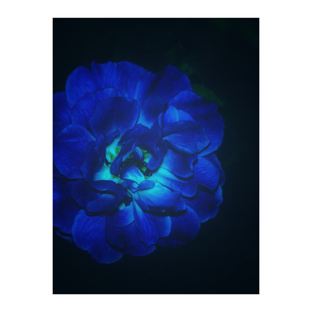Lucky Blue Rose (Print Only)