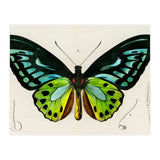 Green birdwing illustrated (Print Only) thumbnail