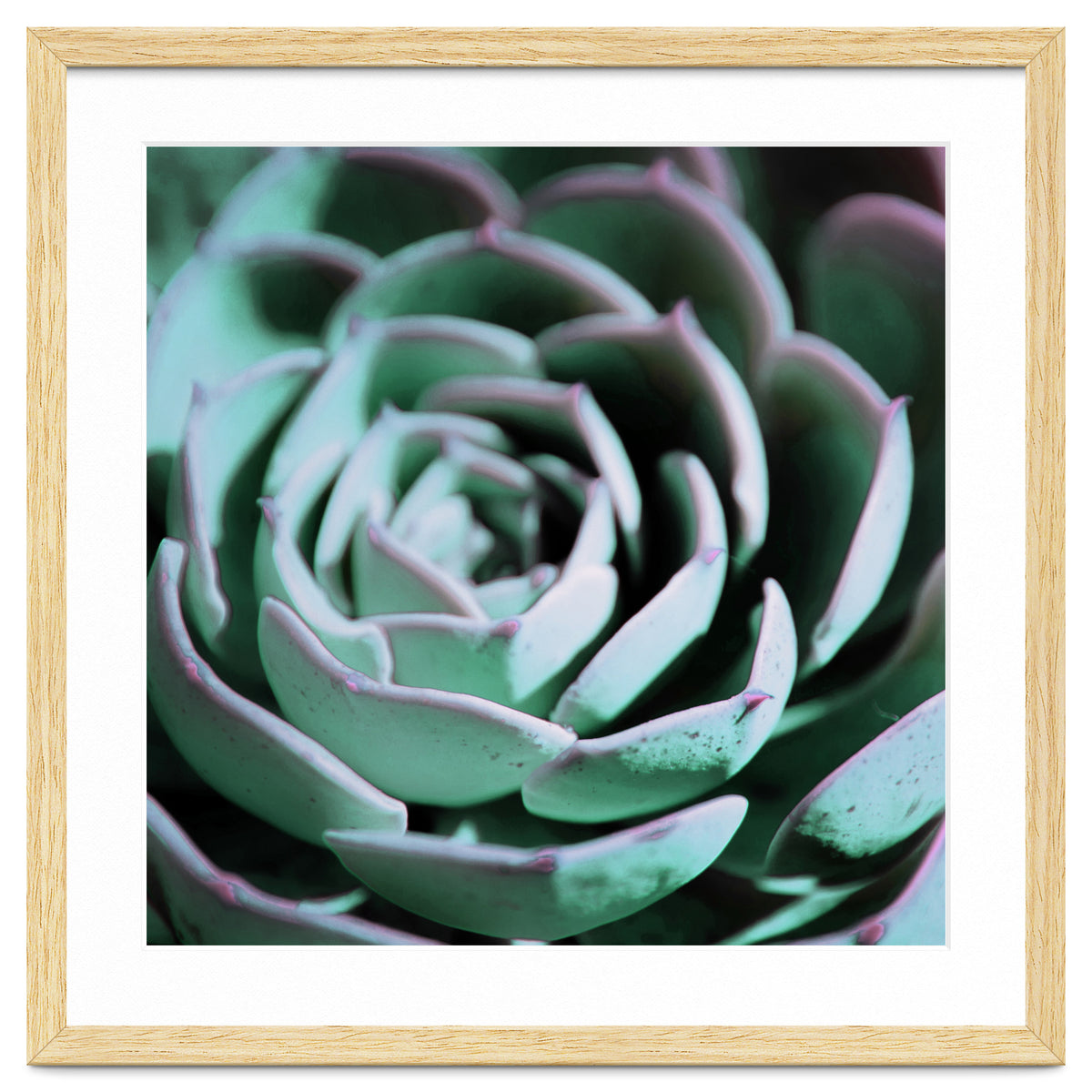 DARKSIDE OF SUCCULENTS III-A