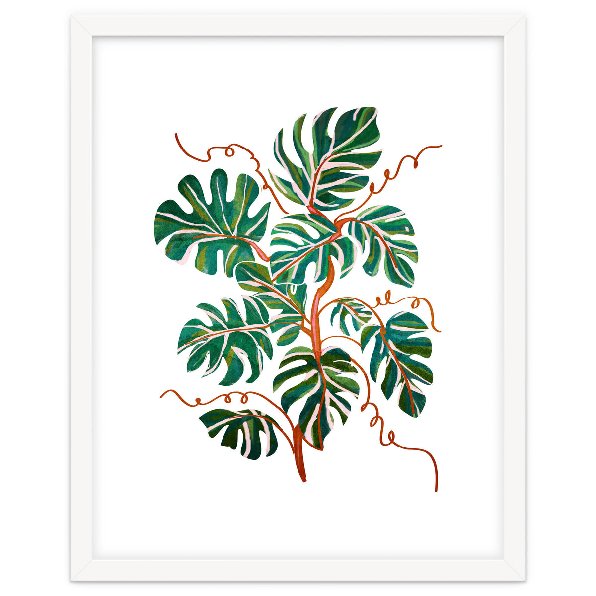 Monstera Deliciosa