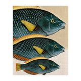 Fish Classic Designs 10 (Print Only) thumbnail