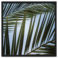 palm fronds