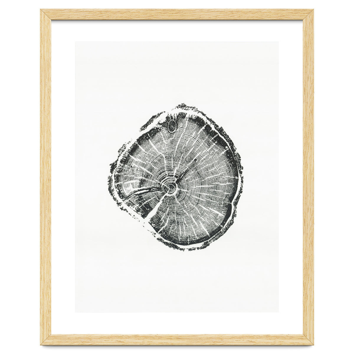 Tree Ring Print, Albion Basin, Utah, Pine Tree Print