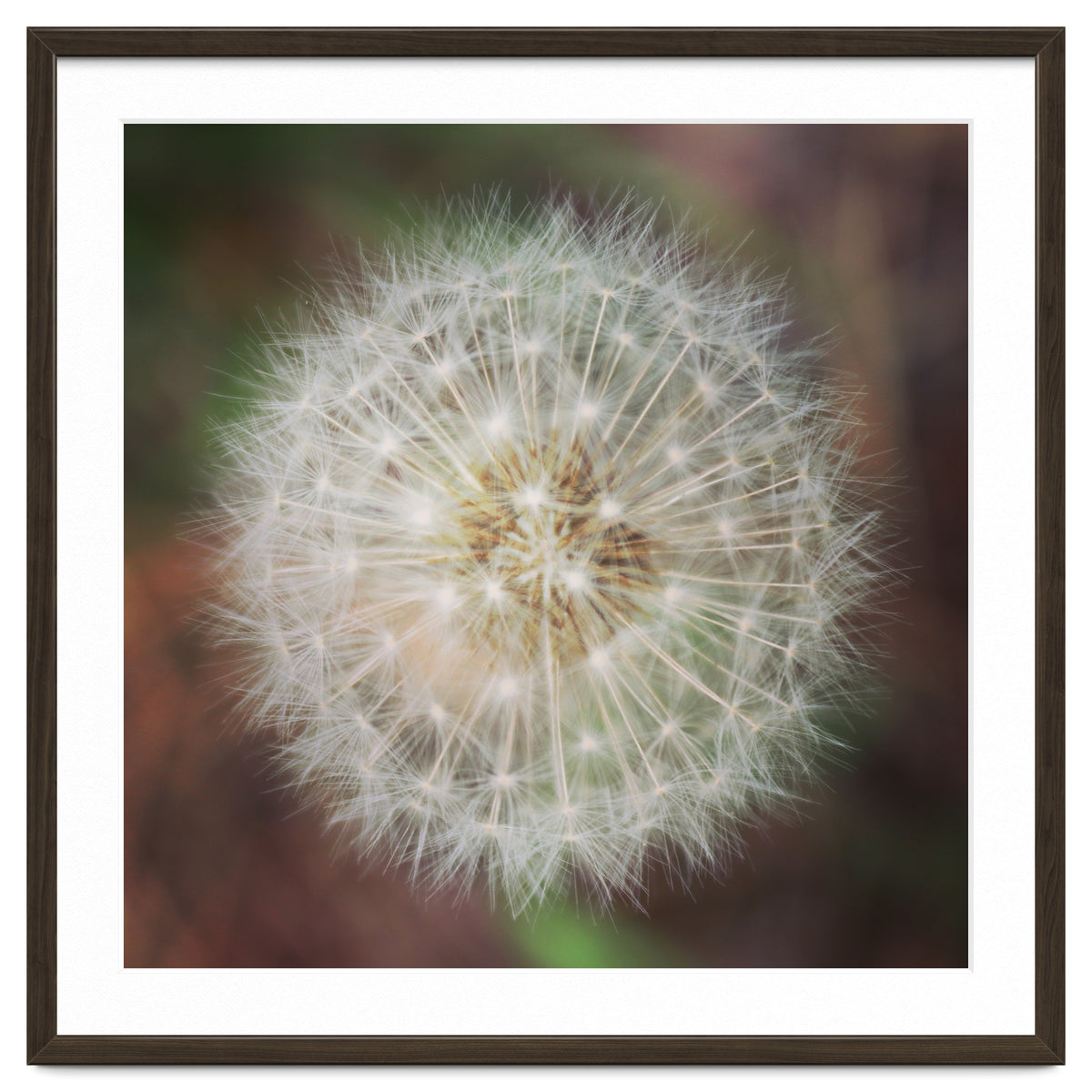 dandelion clock