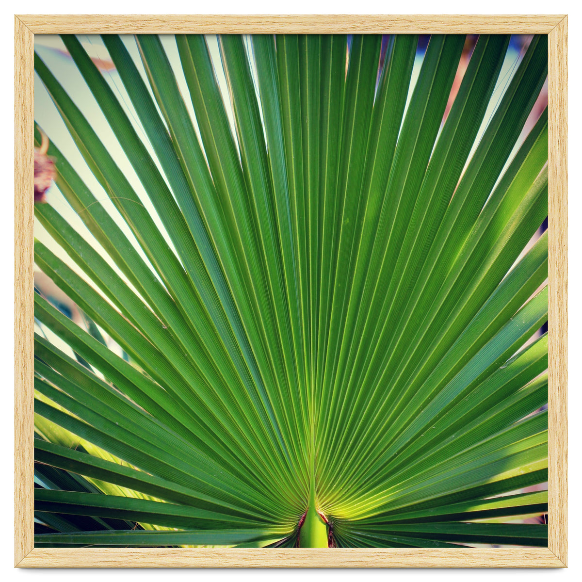 palm leaf