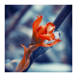Ginger Flower (Print Only) thumbnail