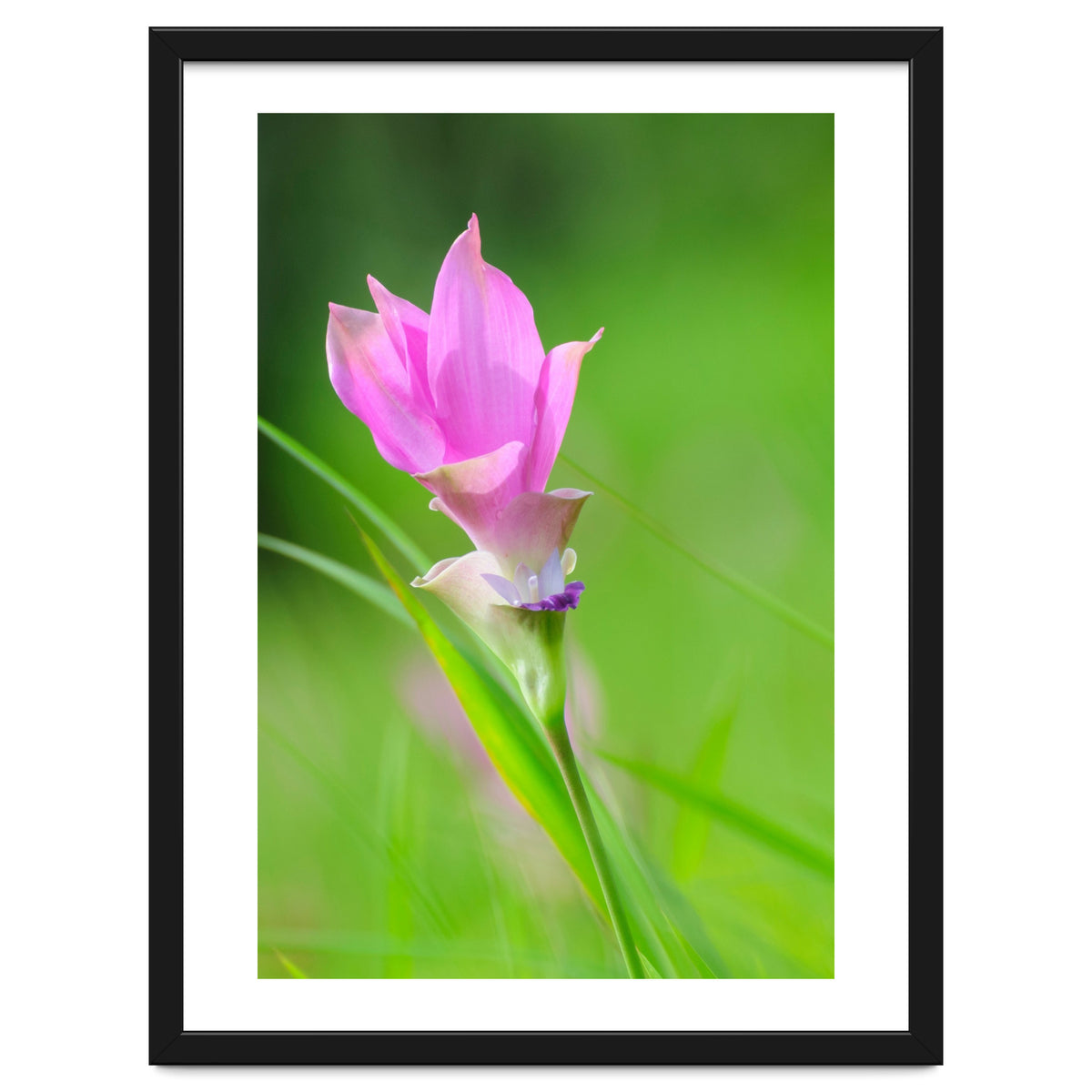 Nature 4000x6000 (12)