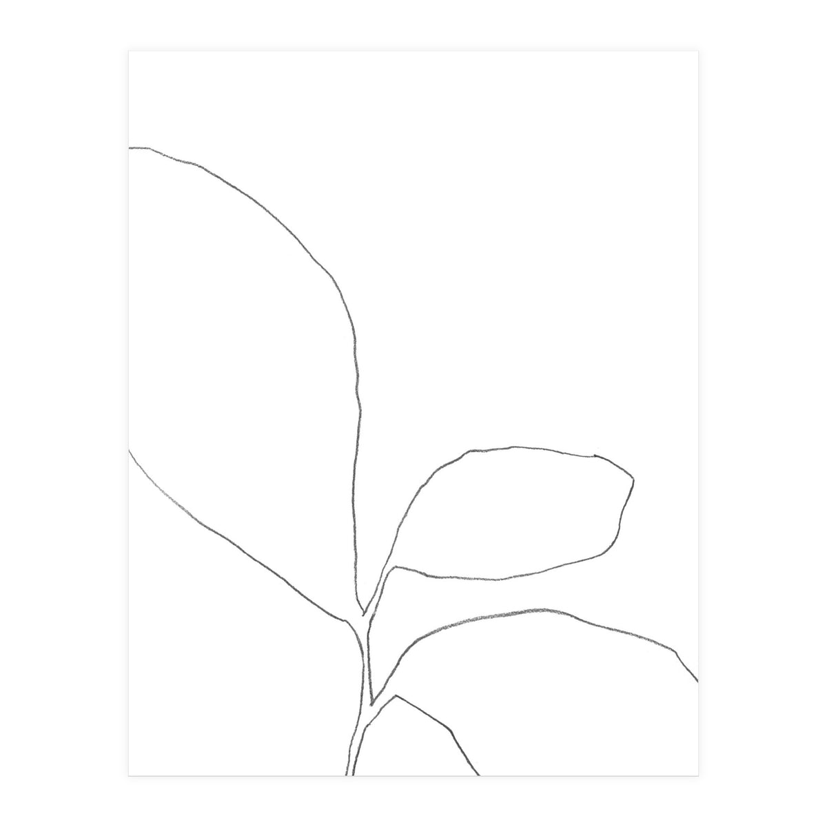 Three Leaf Seedling (Print Only)