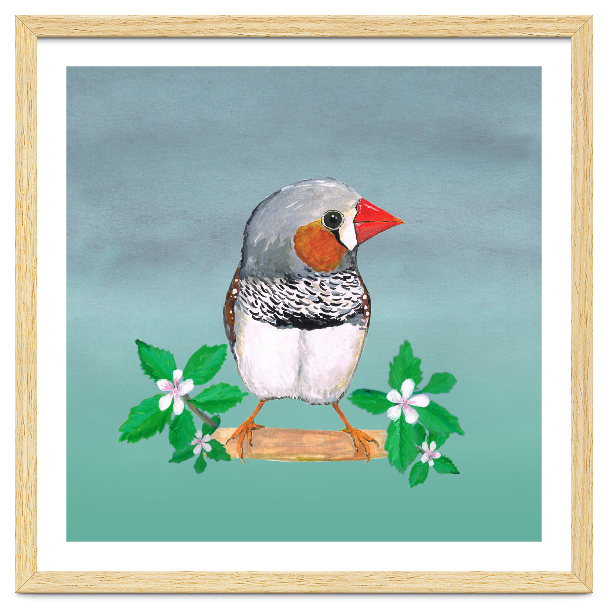 Zebra finch